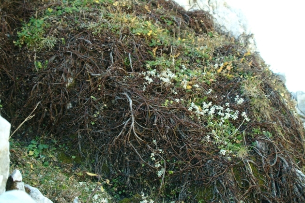 pianta sconosciuta - cfr. Rhamnus pumila